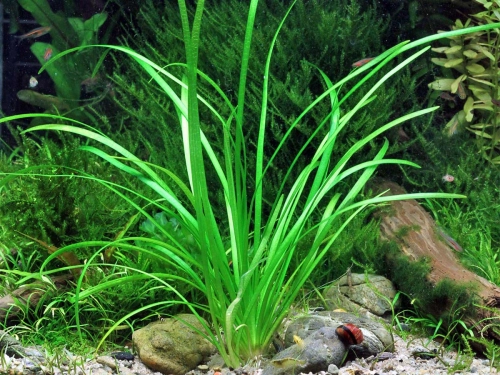 Sagittaria subulata var. pusilla - Zwergpfeilkraut